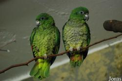 Amazona agilis