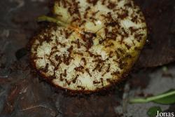 Myrmicinae