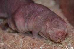 Heterocephalus glaber