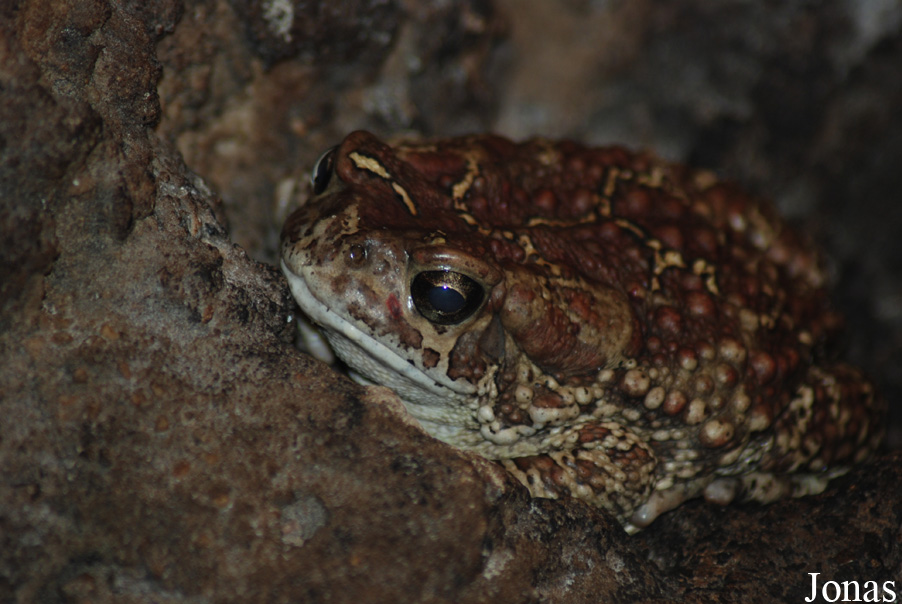 Dierenpark Emmen