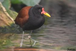 Jacana jacana