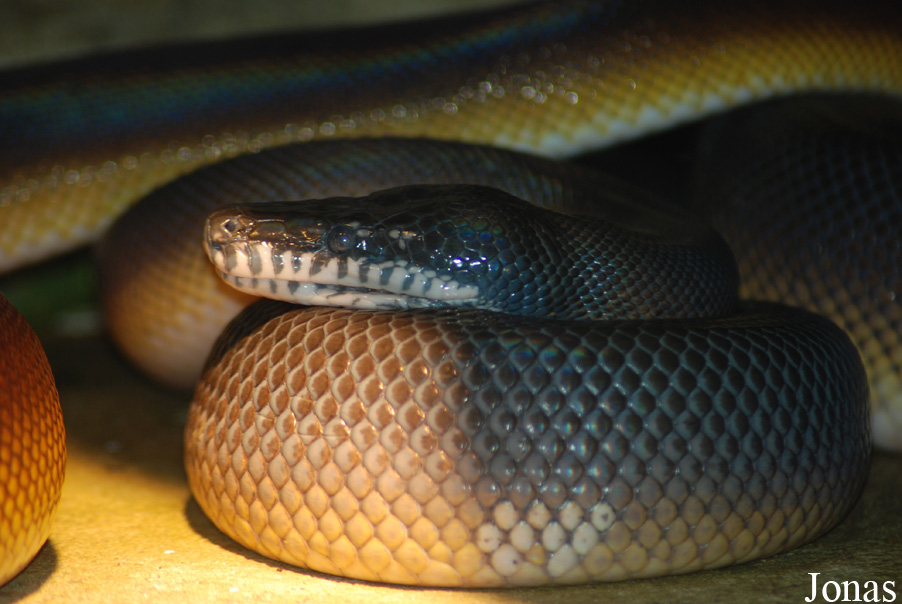 Dierenpark Emmen