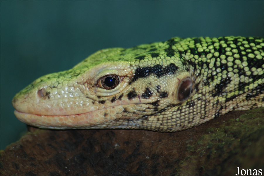 Zoo d'Amnéville