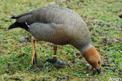 Tierpark Limbach-Oberfrohna