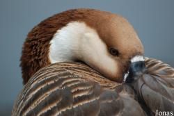 Tierpark Limbach-Oberfrohna