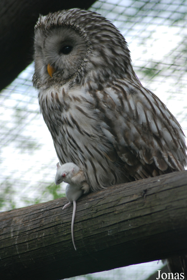 Podkrušnohorský Zoopark Chomutov