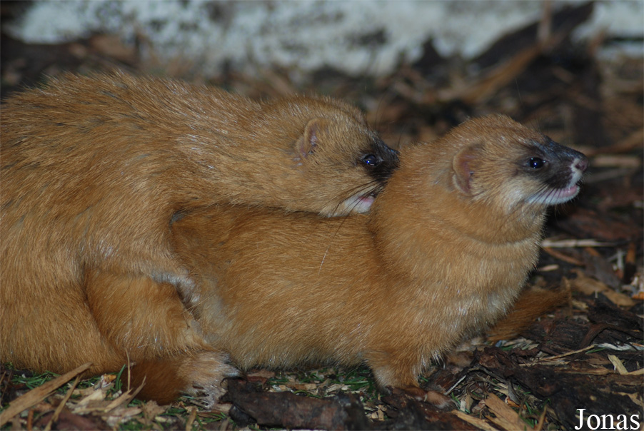 Podkrušnohorský Zoopark Chomutov