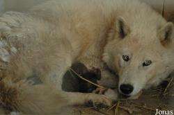 Canis lupus arctos