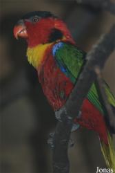 Lorius chlorocercus