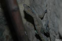 Anolis bartschi