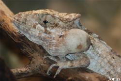 Anolis guamuhaya