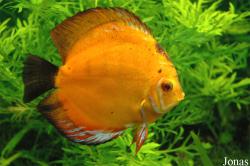 Symphysodon discus