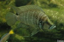 Altolamprologus calvus