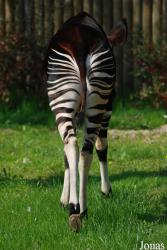 Zoo Dvůr Králové