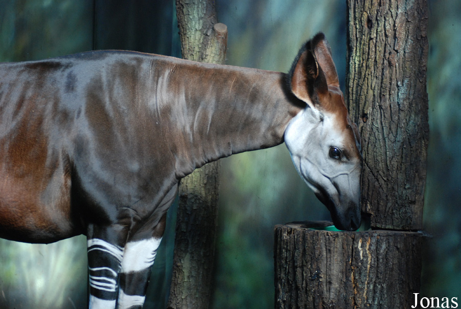 Zoo Dvůr Králové