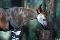 Zoo Dvůr Králové