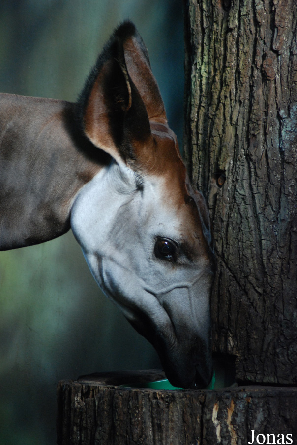 Zoo Dvůr Králové