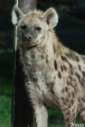 Zoo Dvůr Králové