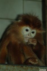 Zoo Dvůr Králové