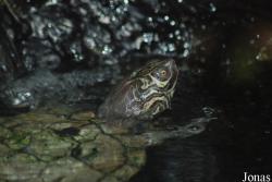 Graptemys barbouri