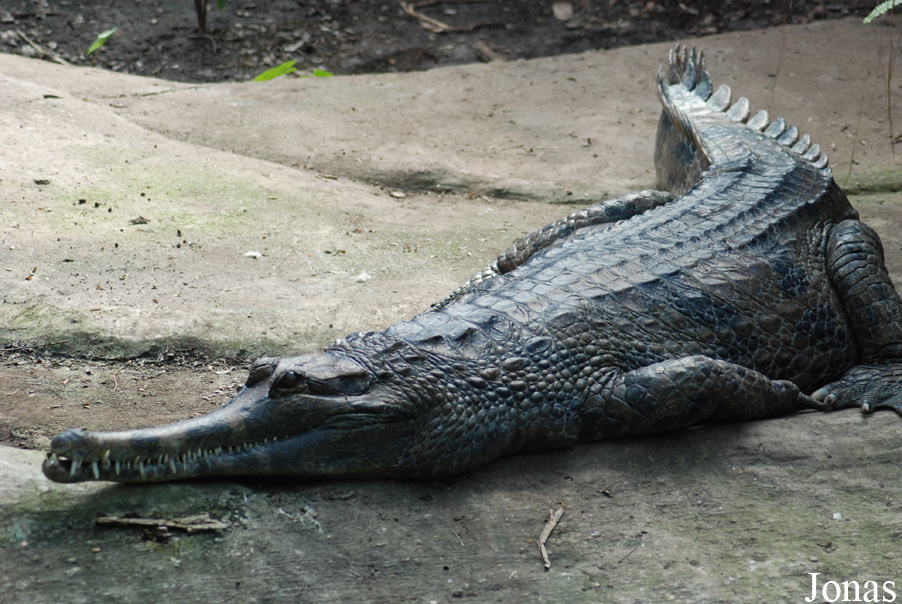 Zoo Dvůr Králové