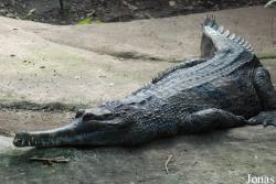 Zoo Dvůr Králové