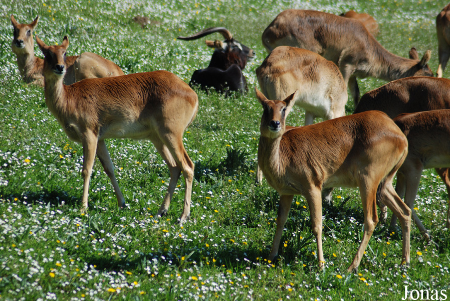Zoo Dvůr Králové