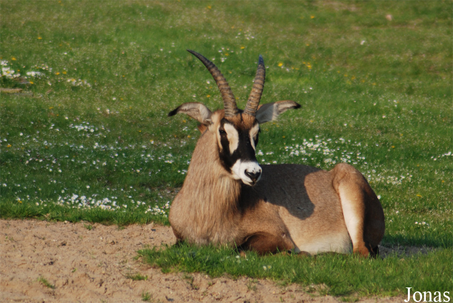Zoo Dvůr Králové
