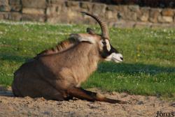 Zoo Dvůr Králové