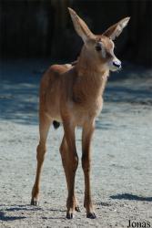 Zoo Dvůr Králové