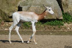 Zoo Dvůr Králové