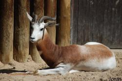 Zoo Dvůr Králové