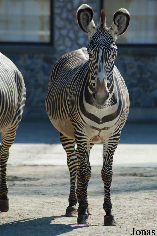 Zoo Dvůr Králové