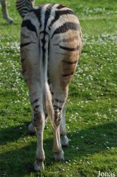 Zoo Dvůr Králové