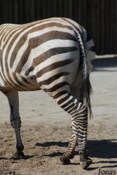Zoo Dvůr Králové