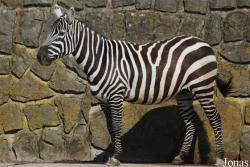 Zoo Dvůr Králové