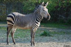 Zoo Dvůr Králové