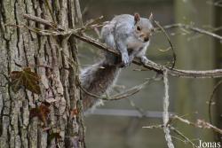 Sciurus carolinensis