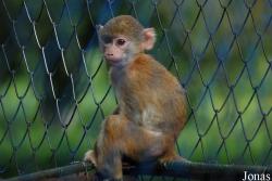 Zoo Brasov