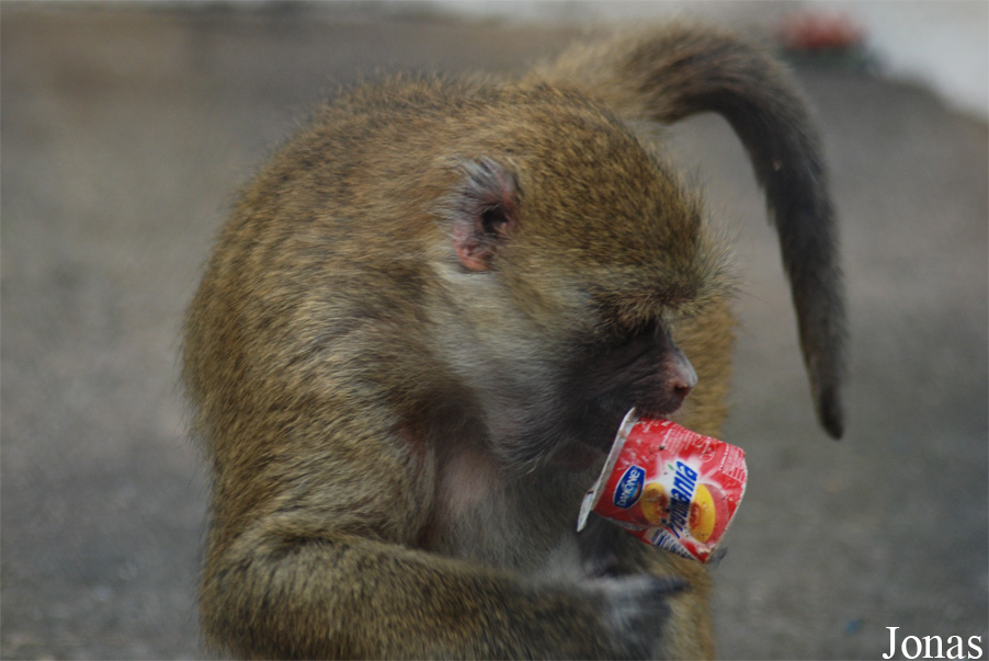 Zoo Brasov