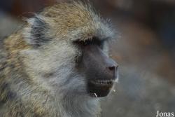 Zoo Brasov