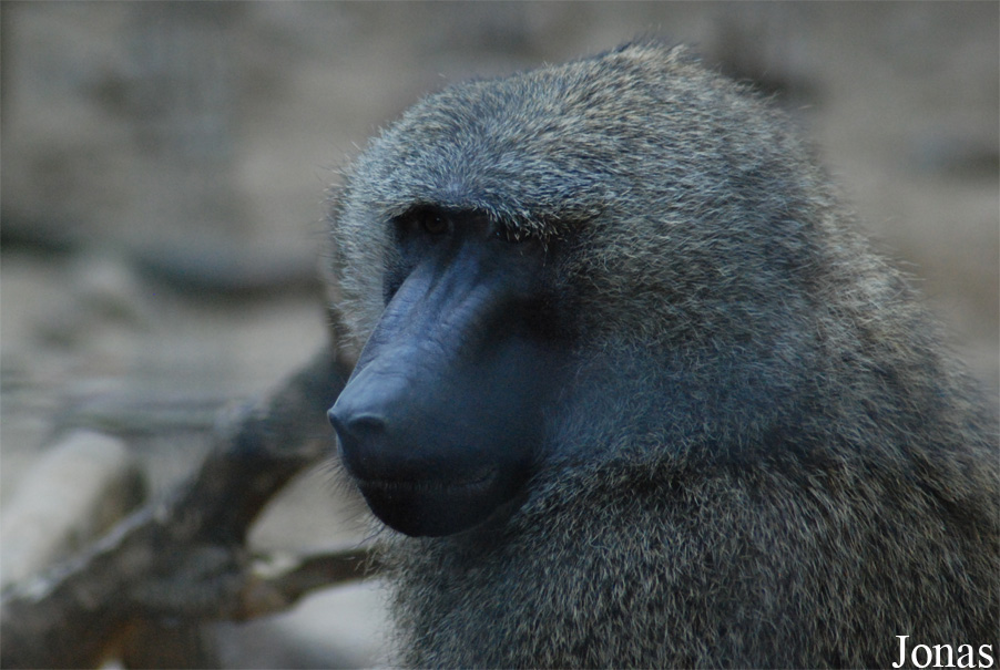 Nowotomyski Ogród Zoologiczny