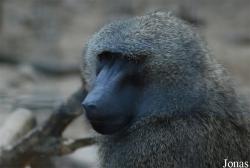 Nowotomyski Ogród Zoologiczny