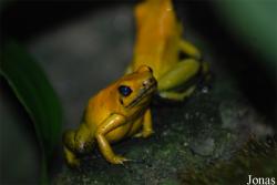 Ogród Zoologiczny w Poznaniu Stare Zoo