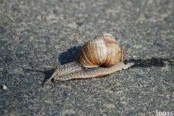 Helix lucorum