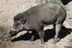 Ogród Zoologiczny w Poznaniu Nowe Zoo