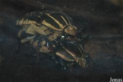 Ogród Zoologiczny w Poznaniu Nowe Zoo