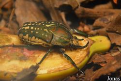 Chelorrhina polyphemus