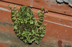 Theloderma corticale
