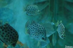 Scatophagidae